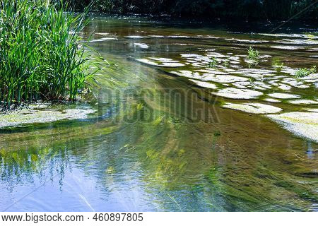 Seaweed In The River In Summer, Sunny Day. Top View