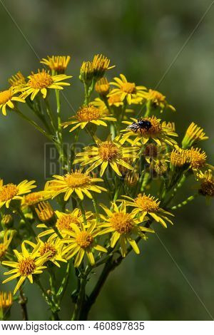 Closeup Of Many Butterflies On A Yellow Flowering Common Ragwort Or Jacobaea Vulgaris Plant