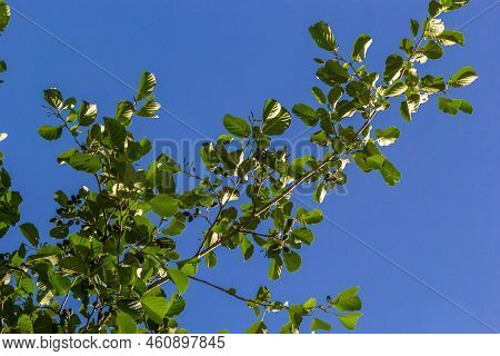 A Branch Of Alder Leaves And Green Cones. Branch Of Alnus Glutinosa, The Common Alder, Black Alder I