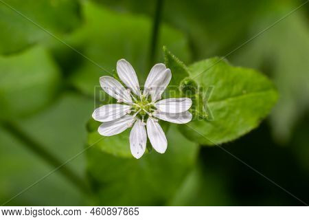 Myosoton Aquaticum, Giant Chickweed, Caryophyllaceae. Wild Plant Shot In Spring
