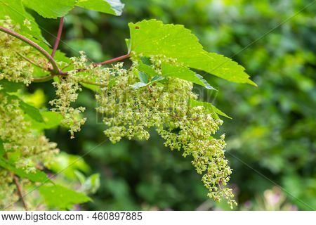 Male Flowers Of Common Hop, Blossom On A Summer Day