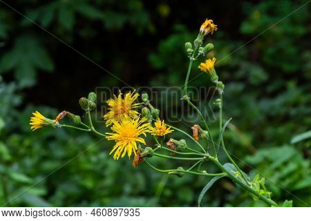 Common Groundsel Or Senecio Vulgaris In Wild, Belarus