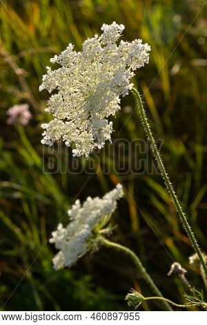 Daucus Carota Inflorescence, Showing Umbellets. White Small Flowers On Garden. Blooming Vegetables I