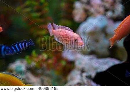 Colorful Aquarium Fish Cichlids Swim In The Aquarium.
