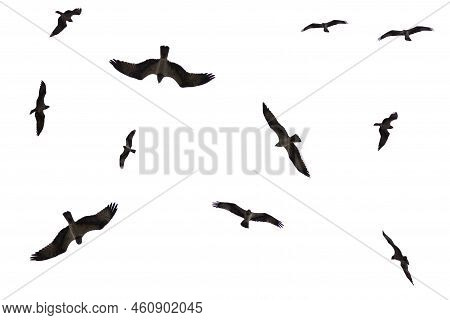 A Flying Eagel Isolated On A White Backgound.