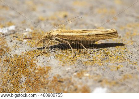 Straw Grass-veneer Moth (agriphila Straminella) Resting On Lichen Covered Cement
