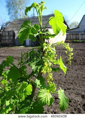 Blossoming Branch Of Currant In Bush
