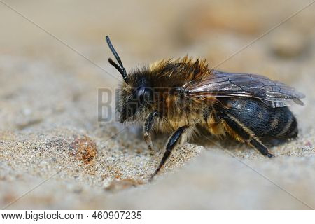 Closeup Of A Female Of The Vernal Mining Bee, Colletes Cunicularius