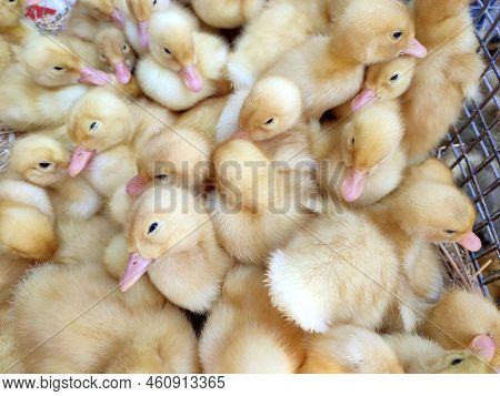 Many Little Yellow Young Ducks Close-up. Many Ducklings Top View. Livestock, Agribusiness, Domestic 