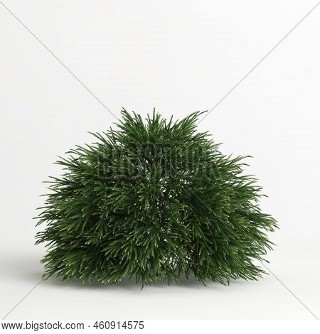 3d Illustration Of Cryptomeria Japonica Globosa Nana Tree Isolated On White Background