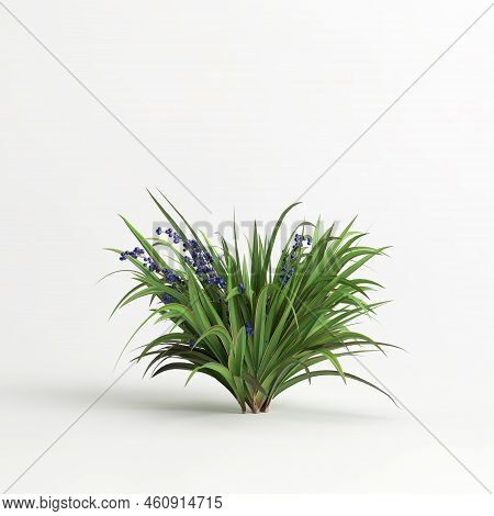 3d Illustration Of Set Dianella Tasmanica Bush Isolated On White Background