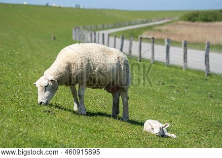 Sheep Farming On The North Frisian Island Pellworm, Green Workers On The Dyke, Germany