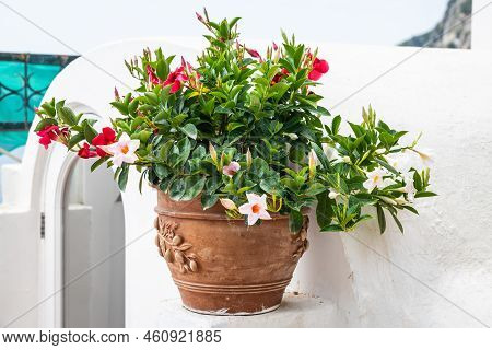 A Pot Of Red And White Flowers Sitting On A Ledge In Direct Sunlight With White Mediterranean Archit