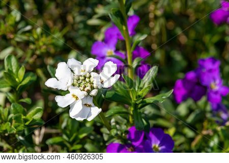 Evergreen Candytuft (iberis Sempervirens) Flowers