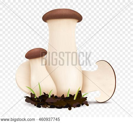 Mushroom King Trumbet. Forest Plants, Autumn Harvest. Natural, Fresh And Organic Products. Vegetaria