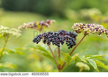 Clusters Fruit Black Elderberry In Garden. Sambucus . Common Names: Elder, Black Elder, European Eld