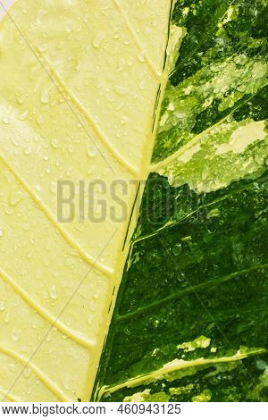 Soft Focus Green And White Leaves, Raindrops