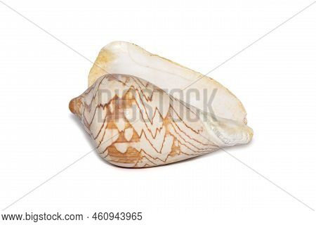 Image Of Cymbiola Nobilis Sea Shell Is A Marine Gastropod Mollusk In The Family Volutidae Isolated O