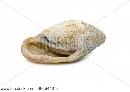 Image Of Very Old White Phalium Granulatum Sea Shell Isolated On White Background. Undersea Animals.