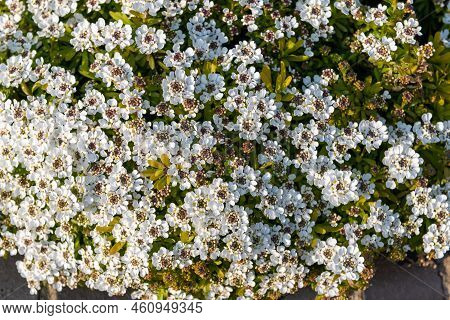 Evergreen Candytuft (iberis Sempervirens) Flowers