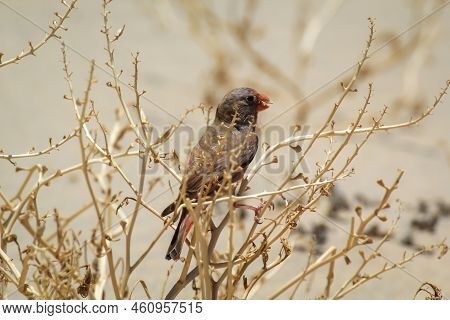 A Desert Bullfinch Or Desert Trumpeter, Bucanetes Githagineus In Search Of Grub.