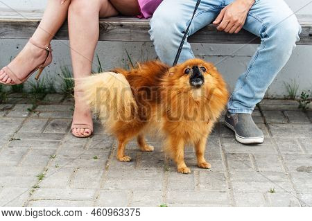 A Small Ginger Dog Sits At The Owner's Feet And Barks Loudly. Close-up. Unrecognizable People