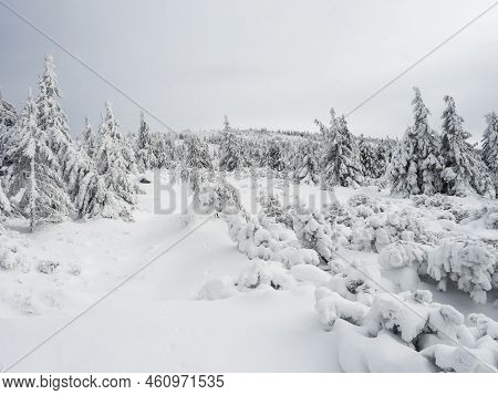 View Of Winter Landscape With Fields Downhill Over Snowy Spruce Tree Forest With Snow Covered Conife