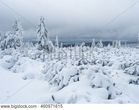 View Of Winter Landscape With Fields Downhill Over Snowy Spruce Tree Forest With Snow Covered Conife