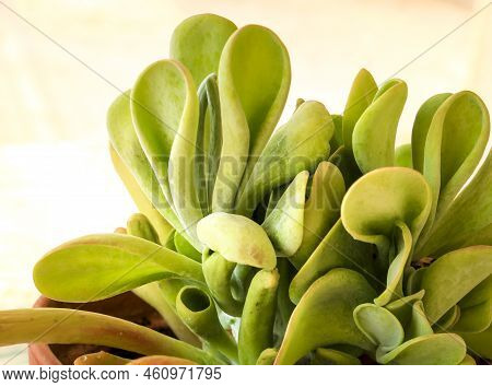 Colorful Crassula Ovata Gollum Plant In The Garden In Spain