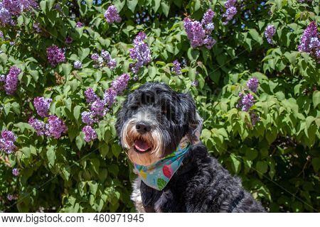 Black And White Dog Beside Lilac Flowers