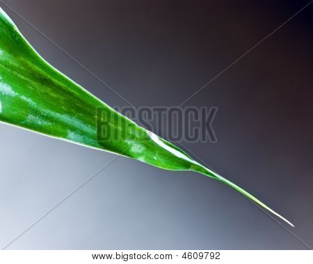 Een Lucky Bamboo blad met waterdruppels