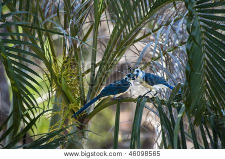 Zwei Tagula-Magpie-Jays In den Palmen