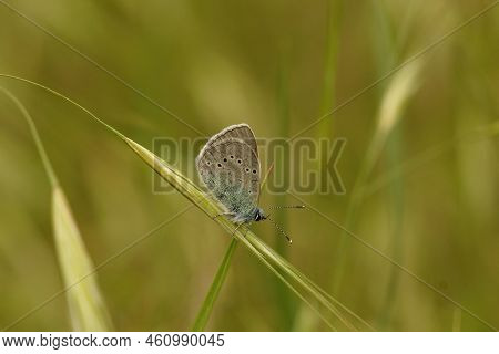 Closeup On A Small Mazarine Blue Butterfly, Cyaniris Semiargus Sitting On A Straw Of Grass Against A