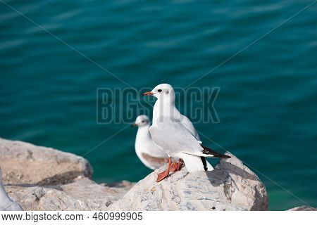 Two Seagulls On The Rocks On The Background Of Turquoise Water. Summer Sea Beach. Close-up Portrait 