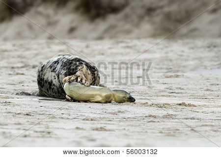 Birth of a grey seal
