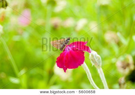 rosa Blume mit Schmetterling