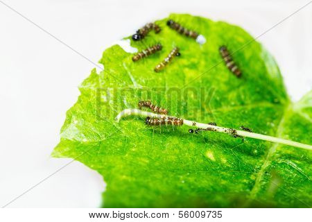 Mature Larva Before Emerge From Slough