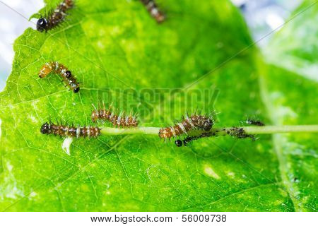 Mature Larva Before Emerge From Slough