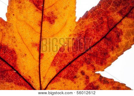 Leaf