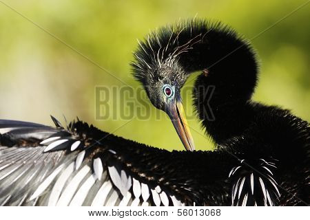 Anhinga (anhinga Anhinga) Male With Breeding Colors