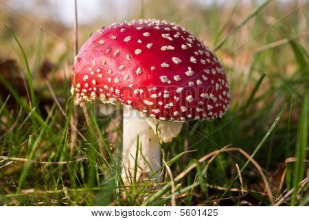 Fly Amanite funghi, funghi In un bosco