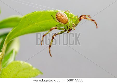 The Green Crab Spider (Diaea dorsata)