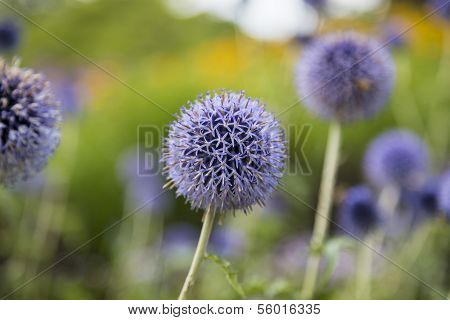 Closeup von einer Distel, Eselsdistel