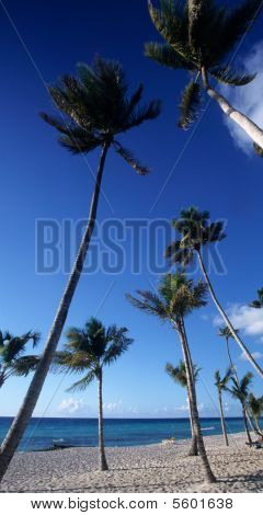 Bayahibe Palmtrees Beach - Dominik Cumhuriyeti