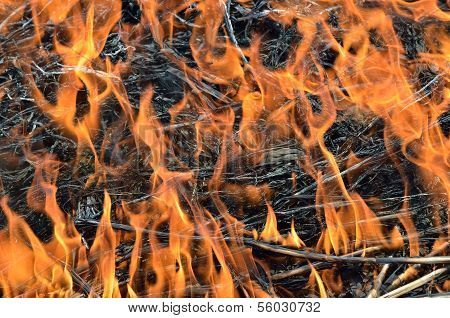 Flame Of Brushfire