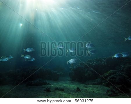Sun and fish