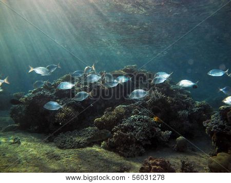 Dusk diving