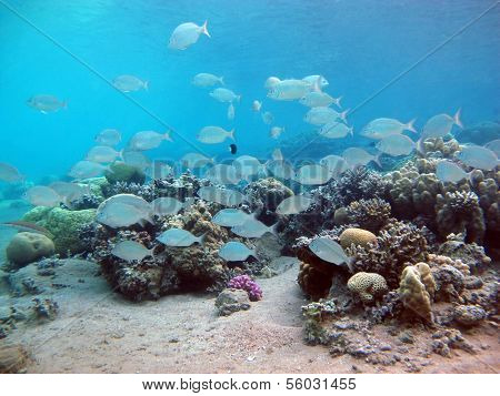 Fish shoal