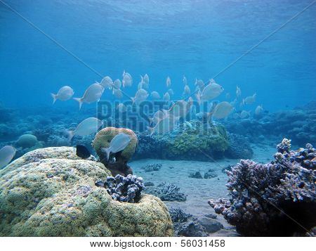 Fish shoal