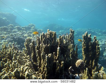 Porites hard coral